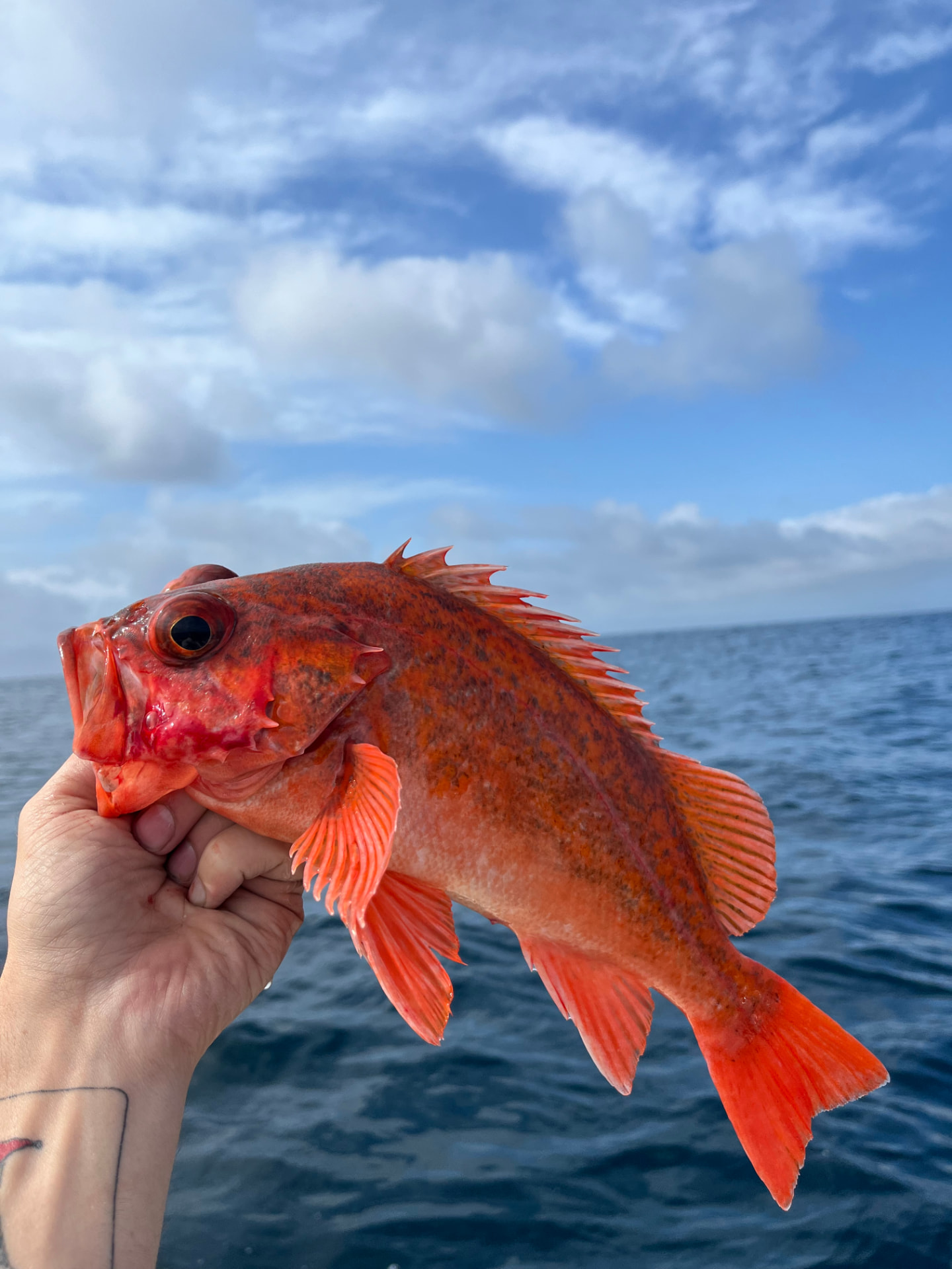Freshly caught red rockfish held over the ocean