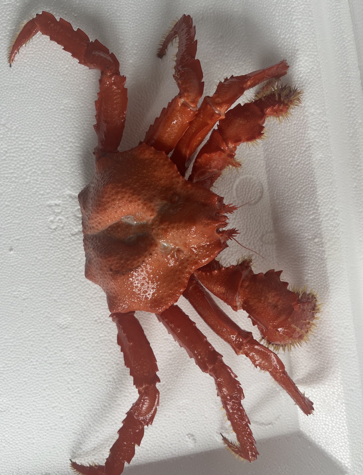Brown Box Crab
