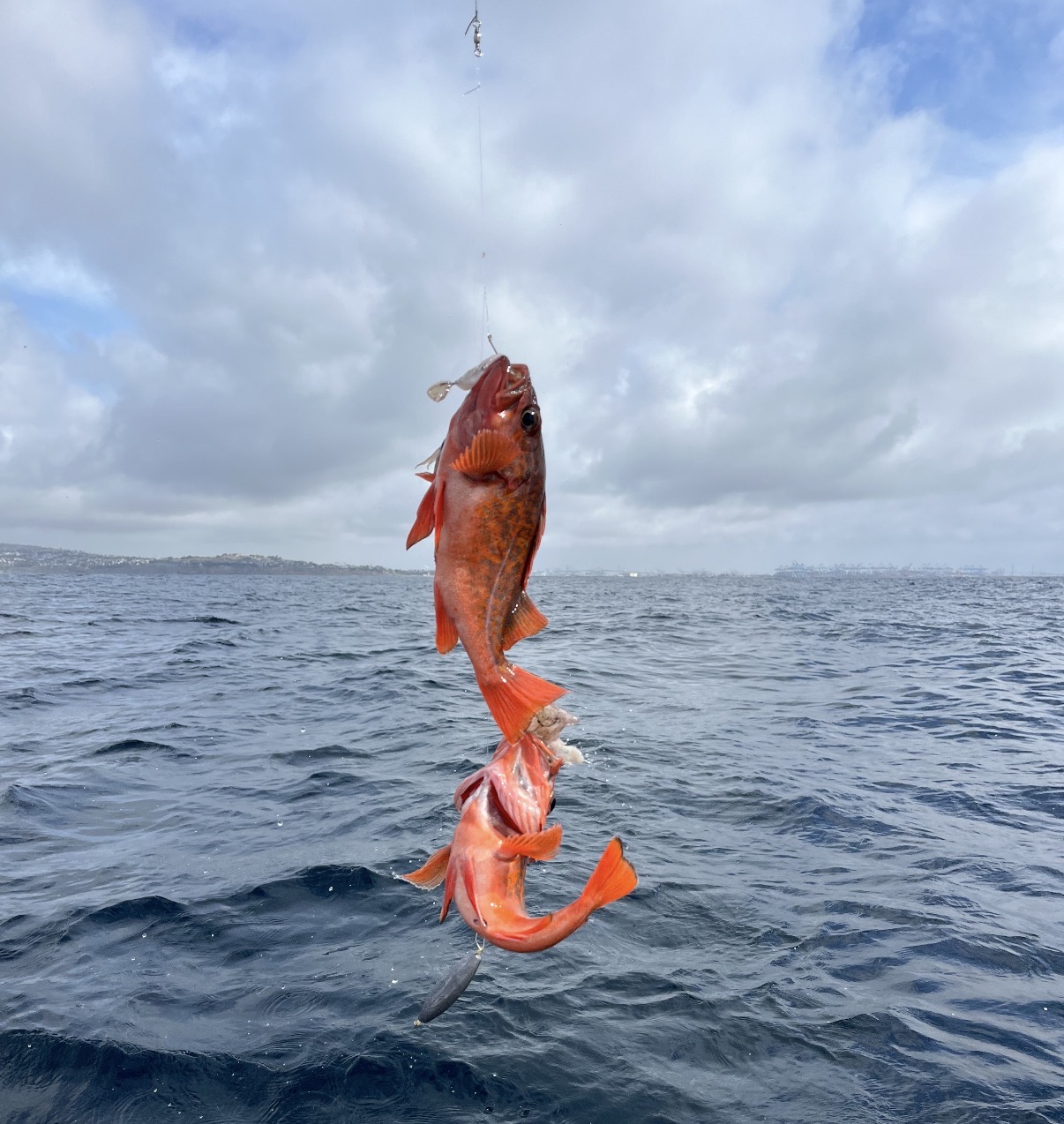 Local Rockfish