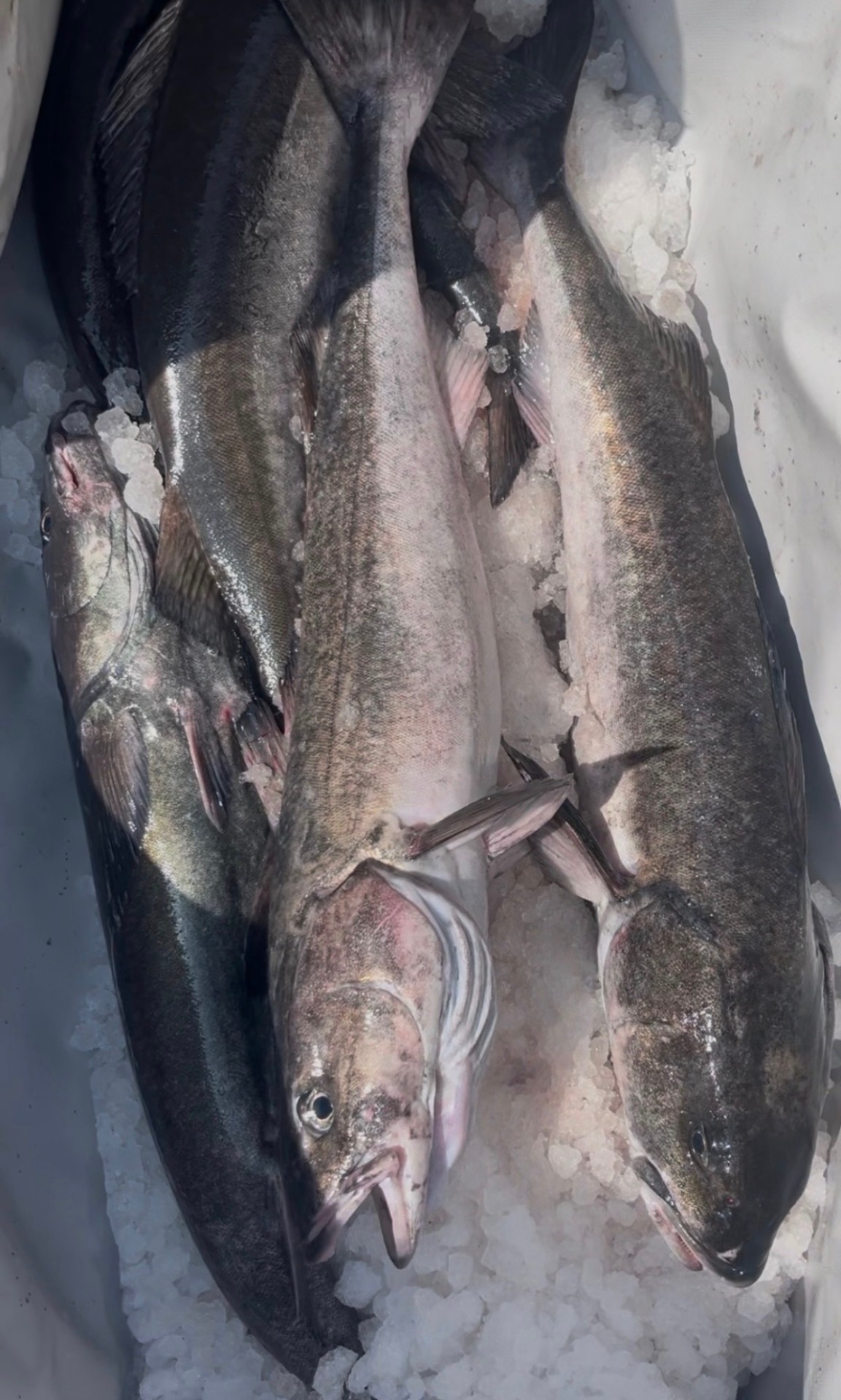 Fresh Catch on Ice
